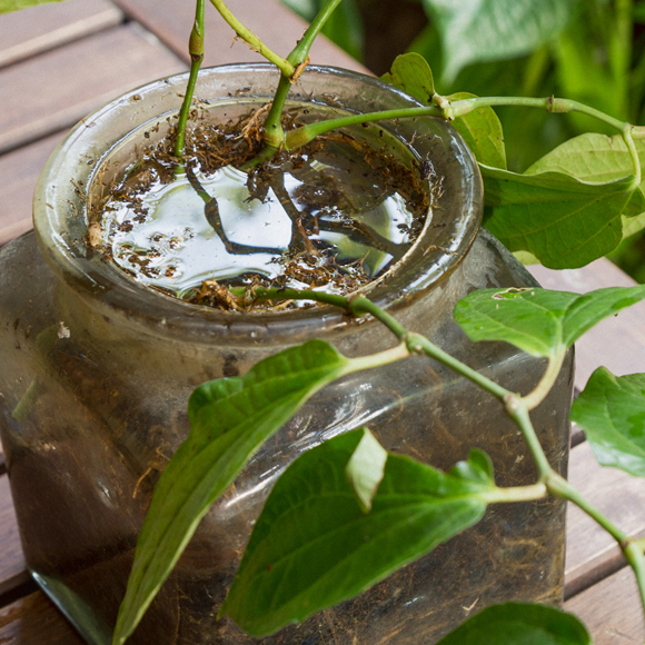 למה מים עומדים הופכים ירוקים?
