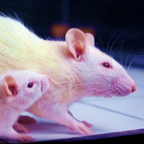 ההשפעה הגנטית של הטיפול האימהי