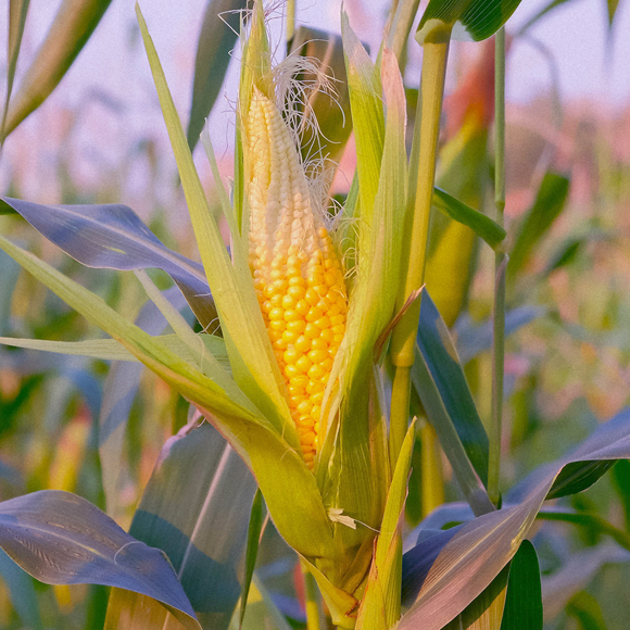 מחקר מקיף: תירס מהונדס בטוח לשימוש