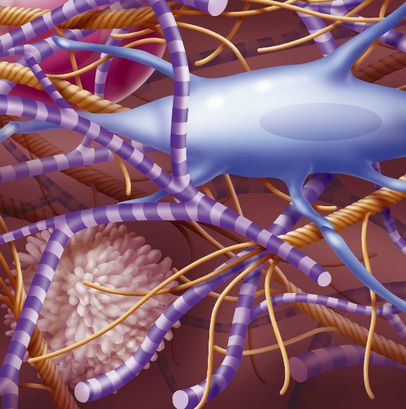נא לשמור על הסדר: איך נשמר האיזון בגוף?