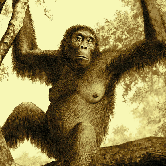 קוף האדם שלא ירד מהעצים