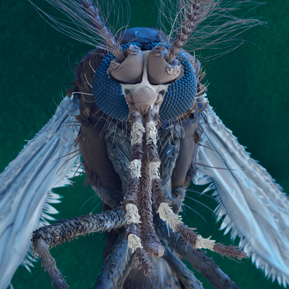 הנגיף שלא עוצר בצהוב