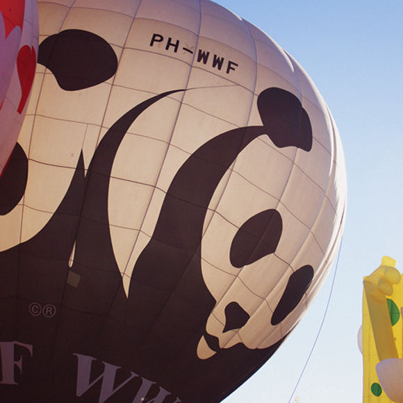 לא על הפנדה לבדה