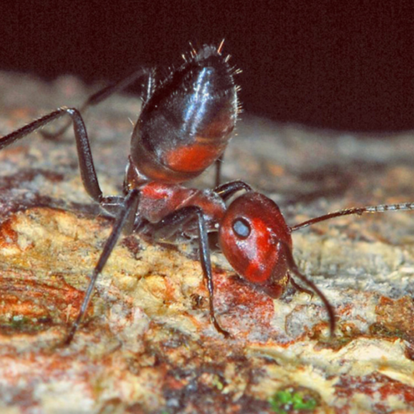 פיצוץ של נמלים