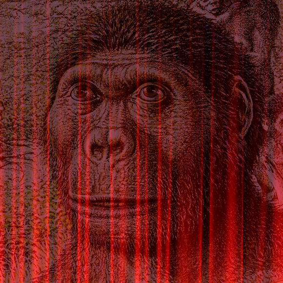 אסור להסתיר את האבולוציה