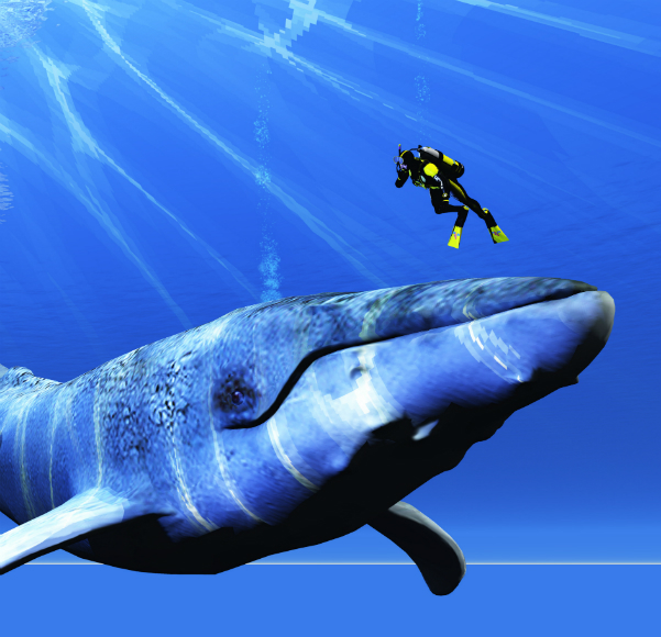 מדוע יונקים ימיים גדולים כל כך?