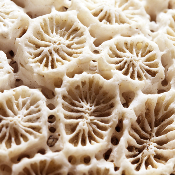 גז החממה שמדכא את האלמוגים