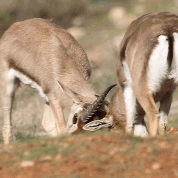 Israel’s Unique Wildlife