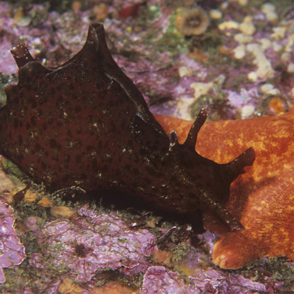 האם אפשר להשתיל זיכרון בזריקה?