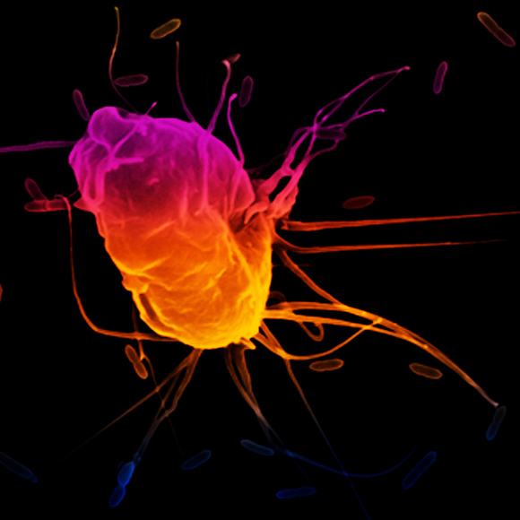 החוכמה של “התאים הטיפשים”