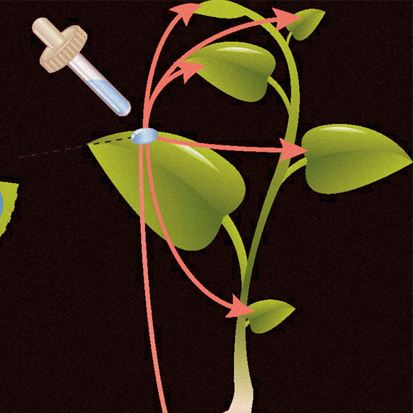 להאכיל עגבניות דרך העלים