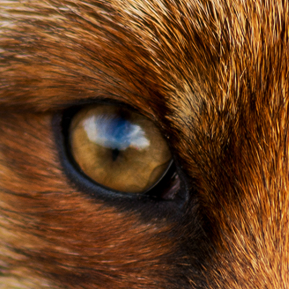 העיניים המופלאות של עולם החי