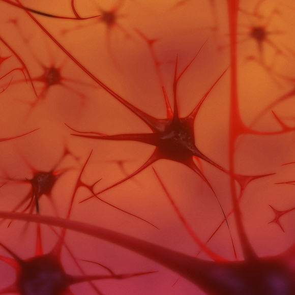 המחלוקת על המוח המתחדש