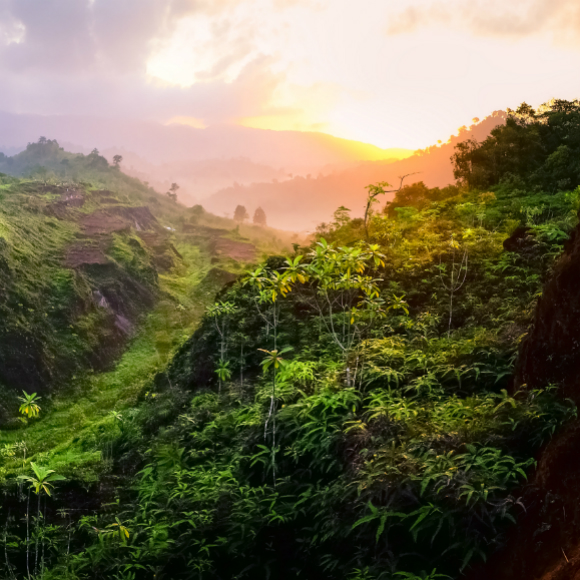 העולם שייך לצמחים