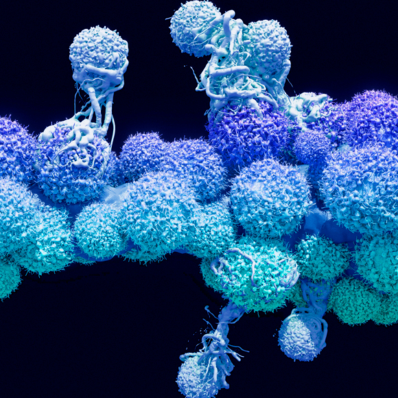 החיילים הקרביים של מערכת החיסון