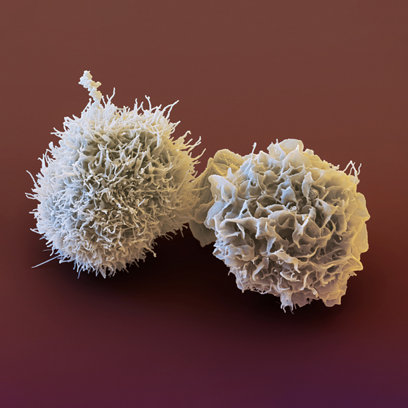 המנצחים על התזמורת החיסונית