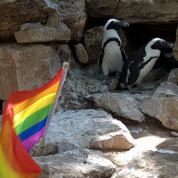 המשפחות המגוונות בטבע