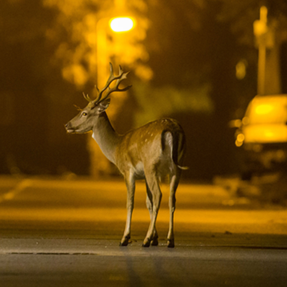 החיות שבורחות אל החשיכה