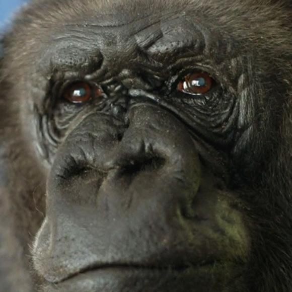 הגורילה שלמדה שפת בני אדם