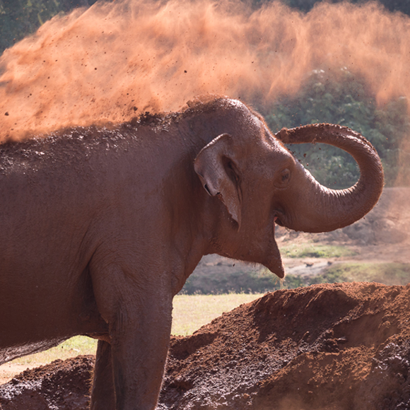 האם בעלי חיים משתזפים בשמש?