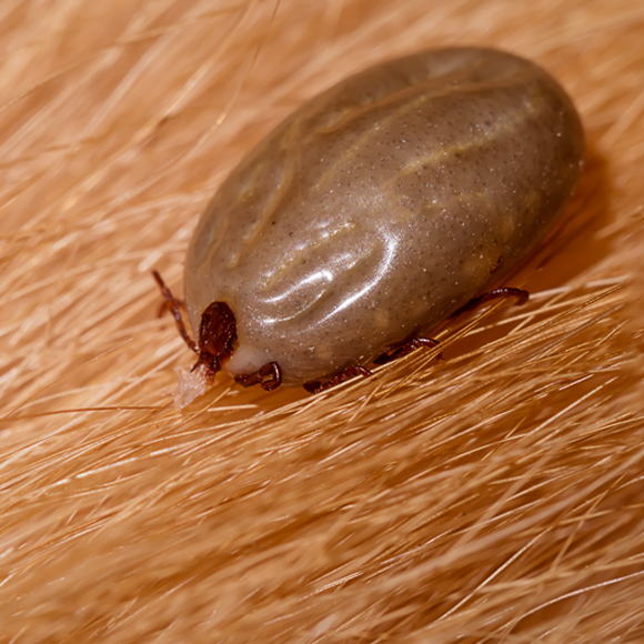 קרציות – לא רק לכלבים