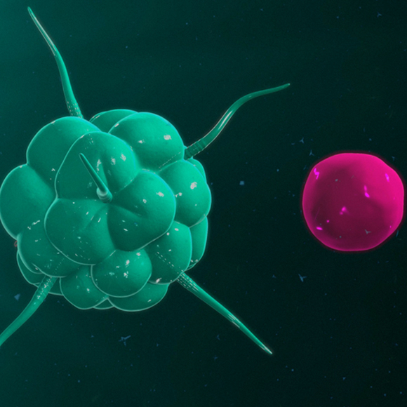 תאי B: צבא המילואים של החיסונים