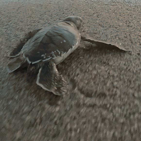 איך צבים מוצאים את הדרך אל החוף שבו בקעו?