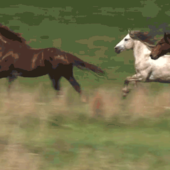 חיות הפרא והיכן למצוא אותן