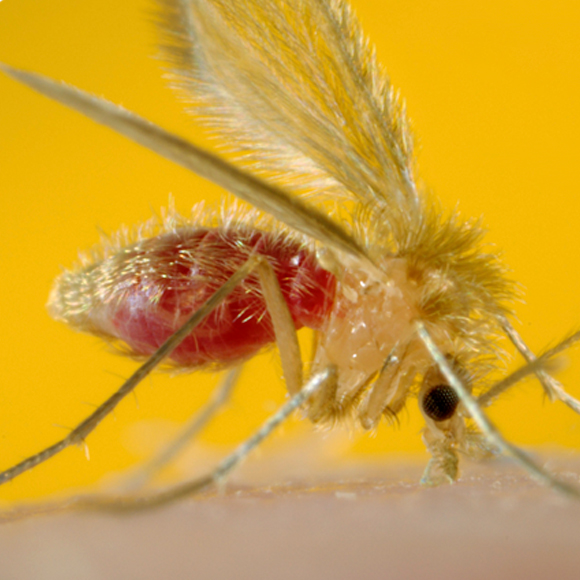 הטפיל שחופר בעור