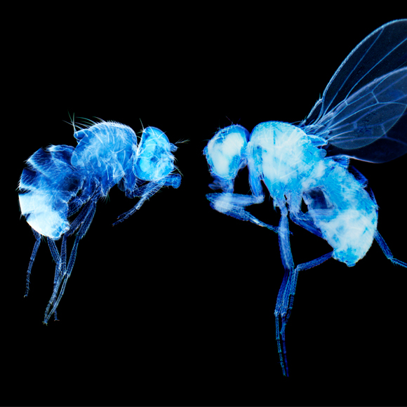 כמה מהר נוצרות מוטציות?