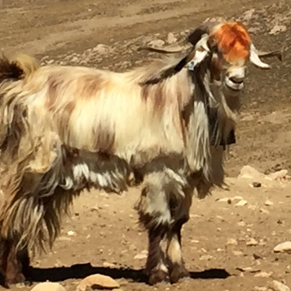 מעֵז יצא מתוק (כמה פעמים)