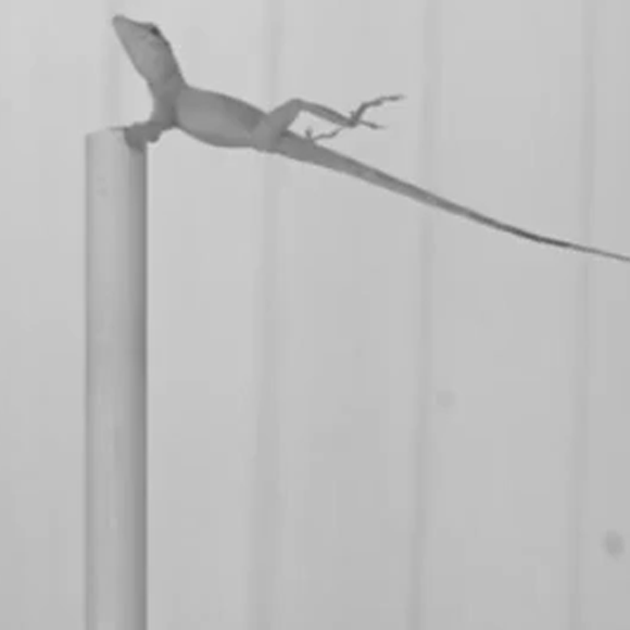 האבולוציה של ההוריקנים