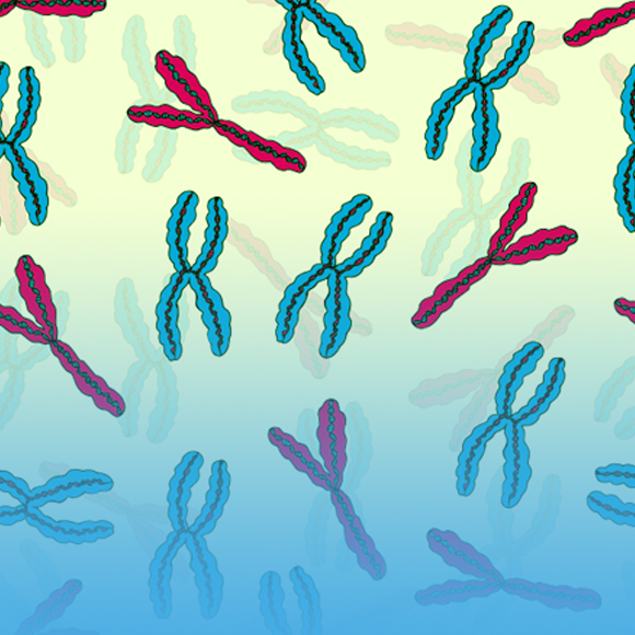 המתג שמבדיל בין זכרים לנקבות