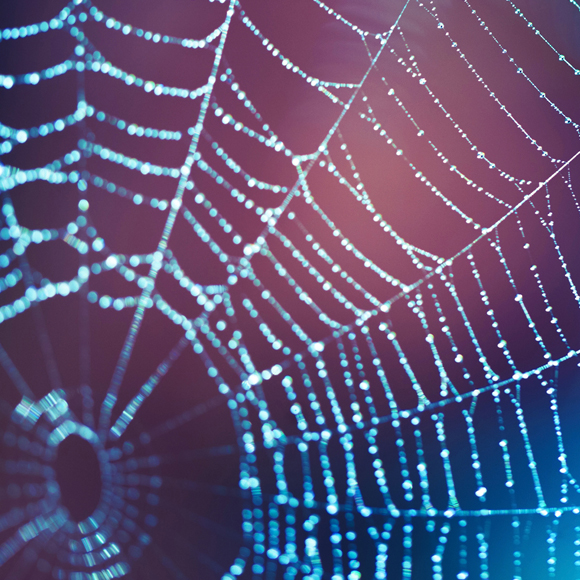 העכביש שילמד אותנו איך להדביק