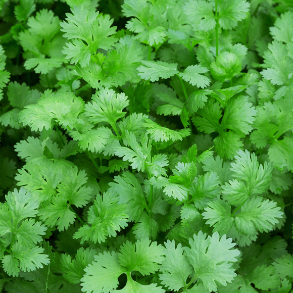 למה יש אנשים ששונאים כוסברה?