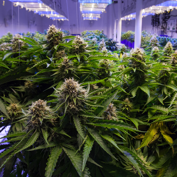 מחקר: קנביס אינו מועיל לטווח ארוך נגד כאבים כרוניים