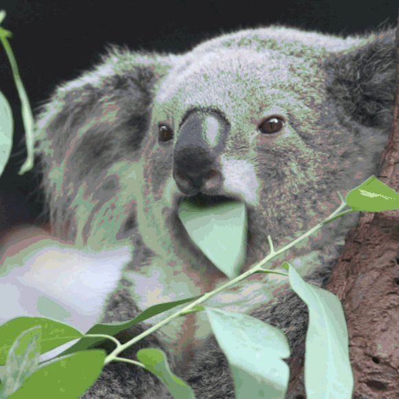 הגנטיקה המפתיעה של הקואלה