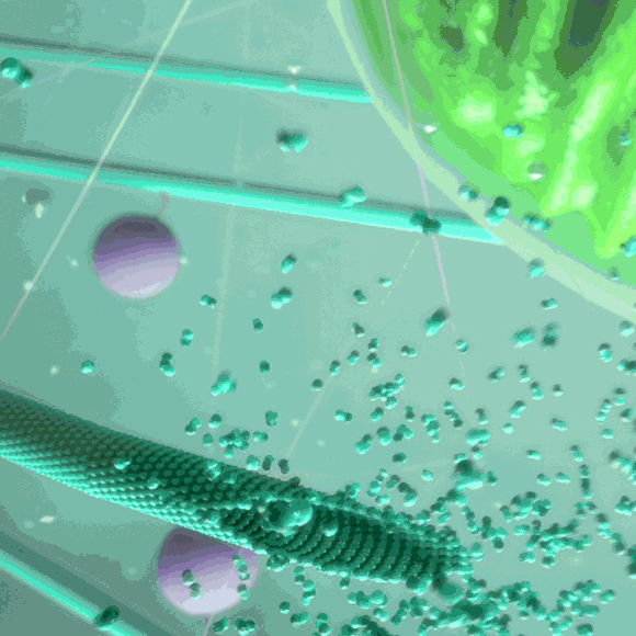 האם לתאים יש שלד?