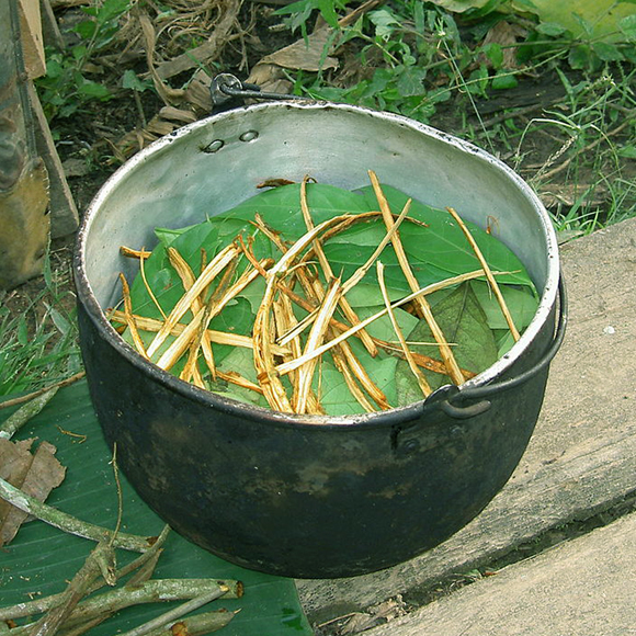 המשקה מהאמזונס שמסייע לדיכאון