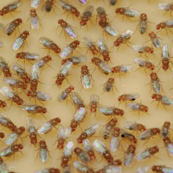 הזבובים שלומדים שפה