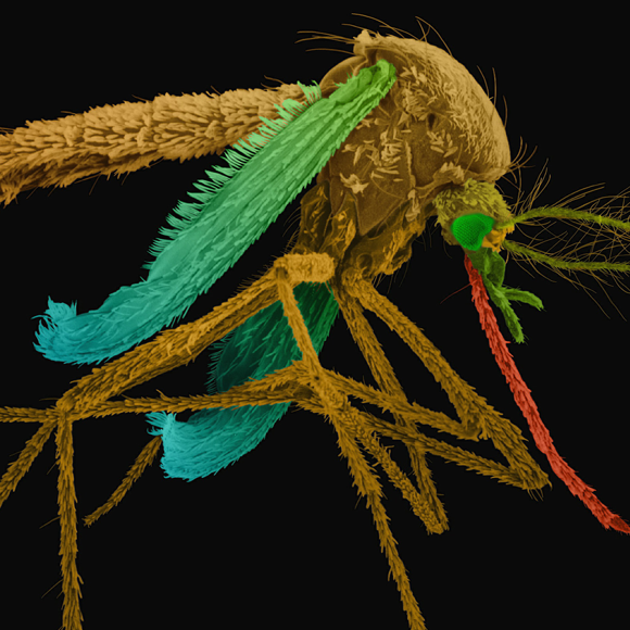 קדחת דנגי: חיידקים נגד הנגיפים