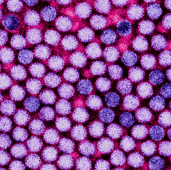 נשק חדש למלחמה בנגיפים