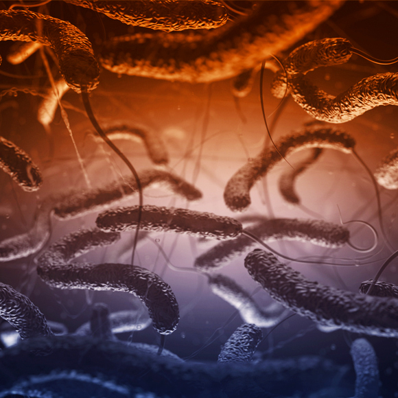 לצוד DNA באמצעות צלצל