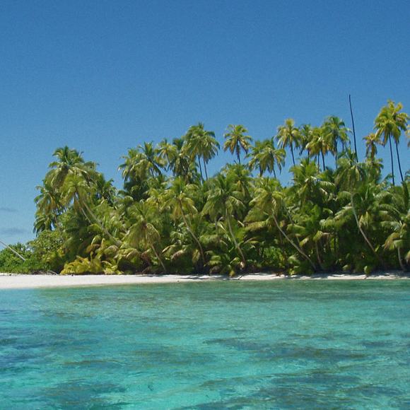 האקולוגיה המורכבת של חולדות ושוניות אלמוגים