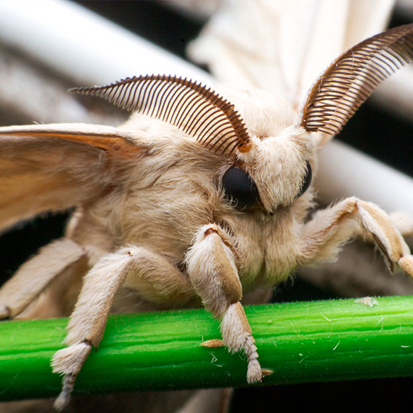 העש שטווה קורי עכביש