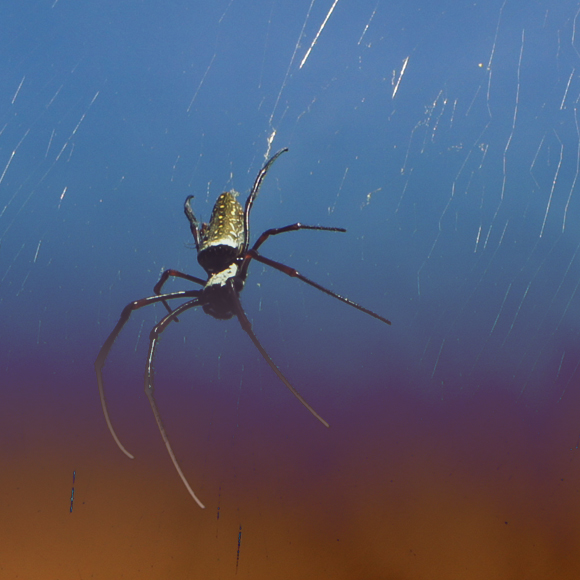 איך עכבישים גולשים על הרוח?