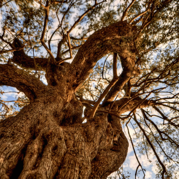 The Olive Tree and the Volcanic Eruption