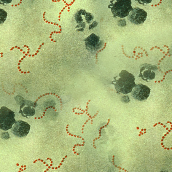 הנמק מבפנים: חיידקים טורפים