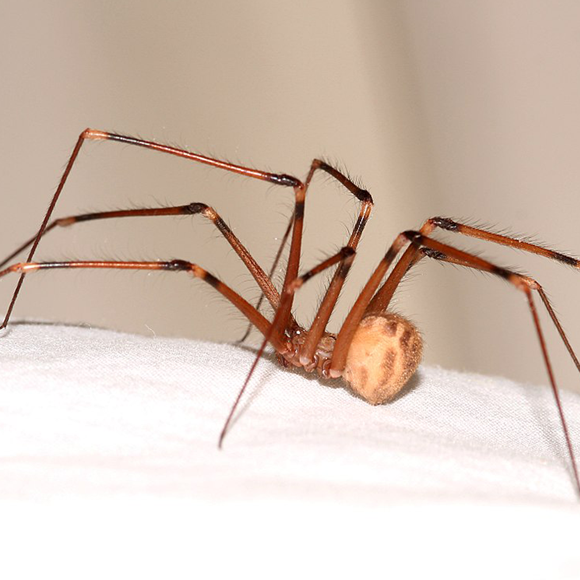 למה לא כדאי להרוג עכבישי בית?