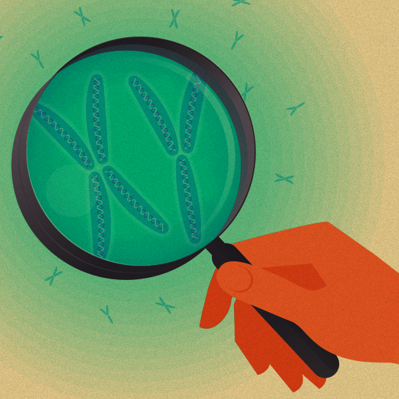 כרומוזום Y: הגודל לא קובע